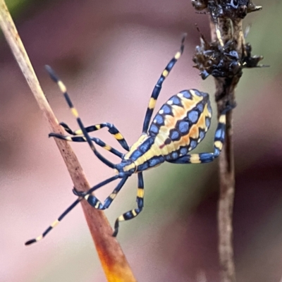 Amorbus atomarius (Eucalyptus Tip-wilter Bug) at Garran, ACT - 9 Jan 2024 by Hejor1