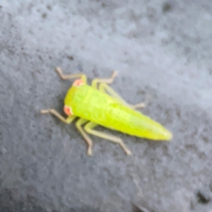 Cicadellidae (family) at Garran, ACT - 9 Jan 2024