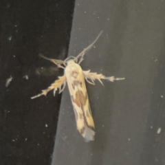 Stathmopoda melanochra (An Oecophorid moth (Eriococcus caterpillar)) at Garran, ACT - 9 Jan 2024 by Hejor1