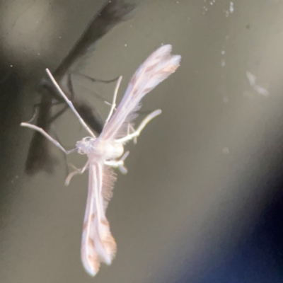 Wheeleria spilodactylus (Horehound plume moth) at Garran, ACT - 9 Jan 2024 by Hejor1