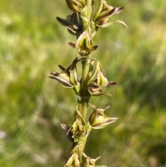 Prasophyllum sp. at Gooandra, NSW - 24 Jan 2023 by NedJohnston