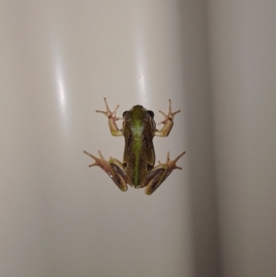 Litoria verreauxii verreauxii (Whistling Tree-frog) at Goulburn Mulwaree Council - 9 Jan 2024 by DrDJDavidJ