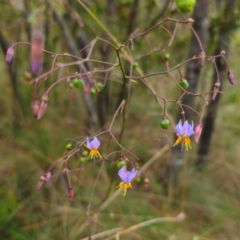 Dianella caerulea (Common Flax Lily) at QPRC LGA - 9 Jan 2024 by Csteele4