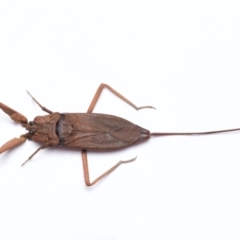 Nepidae (family) (Water Scorpion) at Port Macquarie, NSW - 31 Dec 2023 by Katbirfdsnaps