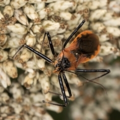 Gminatus australis (Orange assassin bug) at Croke Place Grassland (CPG) - 9 Jan 2024 by kasiaaus
