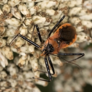 Gminatus australis at McKellar, ACT - 9 Jan 2024