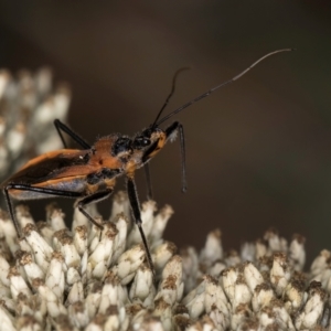 Gminatus australis at McKellar, ACT - 9 Jan 2024