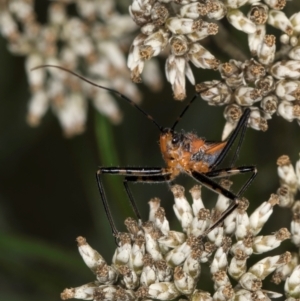 Gminatus australis at McKellar, ACT - 9 Jan 2024 11:49 AM