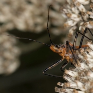 Gminatus australis at McKellar, ACT - 9 Jan 2024