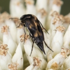 Mordellidae (family) (Unidentified pintail or tumbling flower beetle) at Croke Place Grassland (CPG) - 9 Jan 2024 by kasiaaus