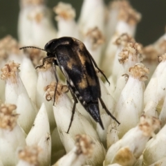 Mordellidae (family) at McKellar, ACT - 9 Jan 2024