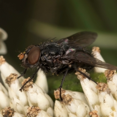 Diptera (order) (Fly - Unidentified) at Croke Place Grassland (CPG) - 9 Jan 2024 by kasiaaus