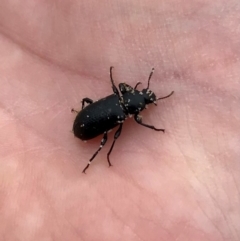 Unidentified Beetle (Coleoptera) at Port Macquarie, NSW - 31 Dec 2023 by Katbirfdsnaps