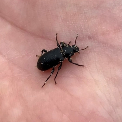 Tenebrionidae (family) (Darkling beetle) at Port Macquarie, NSW - 31 Dec 2023 by Katbirfdsnaps