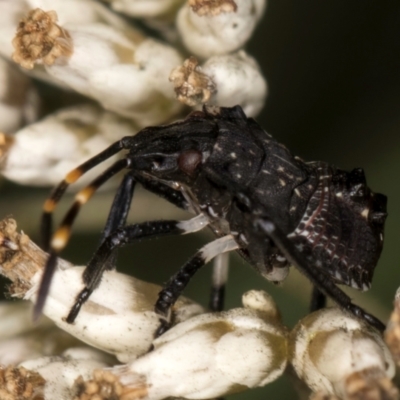 Oncocoris sp. (genus) (A stink bug) at Croke Place Grassland (CPG) - 9 Jan 2024 by kasiaaus