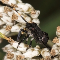 Oncocoris sp. (genus) at McKellar, ACT - 9 Jan 2024 11:51 AM