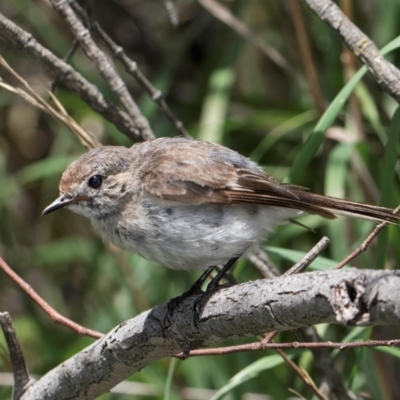 Petroica goodenovii (Red-capped Robin) at Evatt, ACT - 9 Jan 2024 by kasiaaus