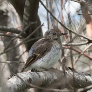 Petroica goodenovii at Evatt, ACT - 9 Jan 2024