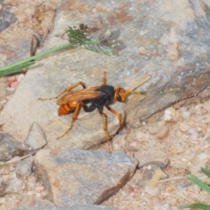 Cryptocheilus sp. (genus) at Lower Cotter Catchment - 7 Jan 2024 05:16 PM