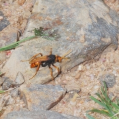 Cryptocheilus sp. (genus) at Lower Cotter Catchment - 7 Jan 2024 05:16 PM