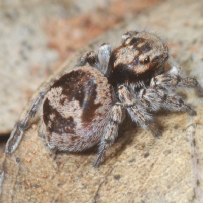 Euophryinae sp.(Undescribed) (subfamily) at West Wyalong, NSW - 5 Jan 2024 by Harrisi