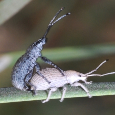 Unidentified Weevil (Curculionoidea) at Piney Range, NSW - 5 Jan 2024 by Harrisi