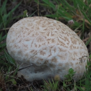 Calvatia sp. at Frogmore, NSW - 9 Jan 2024