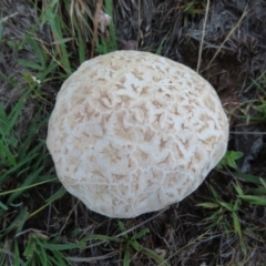 Calvatia sp. at Frogmore, NSW - 9 Jan 2024 06:18 PM