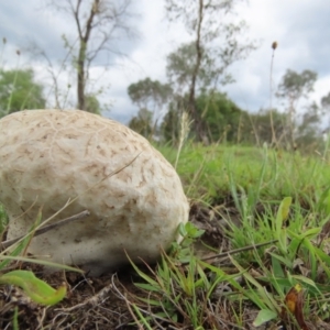 Calvatia sp. at Frogmore, NSW - 9 Jan 2024 06:18 PM