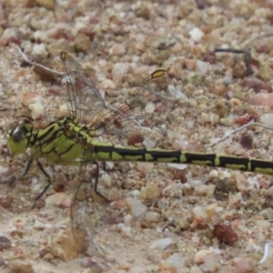 Austrogomphus guerini at Lower Cotter Catchment - 9 Jan 2024