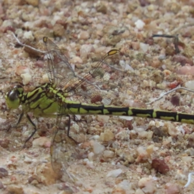 Austrogomphus guerini (Yellow-striped Hunter) at Lower Cotter Catchment - 9 Jan 2024 by SandraH