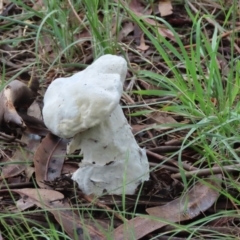 Unidentified Fungus at Yarralumla, ACT - 8 Jan 2024 by SandraH