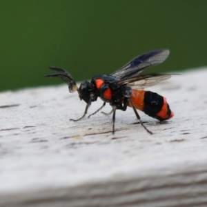 Pterygophorus cinctus at Gordon, ACT - 9 Jan 2024