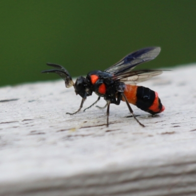 Pterygophorus cinctus (Bottlebrush sawfly) at Gordon, ACT - 9 Jan 2024 by Trishd