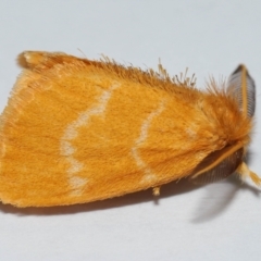 Euproctis lutea at Wellington Point, QLD - 9 Jan 2024 by TimL