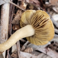 Unidentified Cap on a stem; gills below cap [mushrooms or mushroom-like] at Florey, ACT - 9 Jan 2024 by trevorpreston