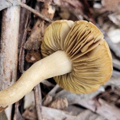 Unidentified Cap on a stem; gills below cap [mushrooms or mushroom-like] at Florey, ACT - 9 Jan 2024 by trevorpreston