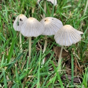 Coprinellus etc. at Lake Ginninderra - 10 Jan 2024 08:21 AM