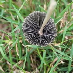 Coprinellus etc. at Lake Ginninderra - 10 Jan 2024 08:21 AM