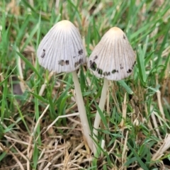 Coprinellus etc. at Lake Ginninderra - 10 Jan 2024 08:21 AM