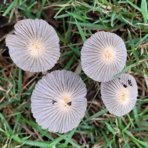 Coprinellus etc. at Lake Ginninderra - 10 Jan 2024 08:21 AM