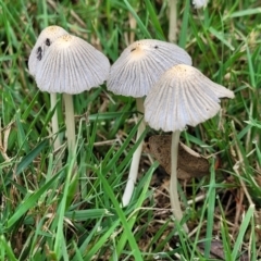 Coprinellus etc. at Lake Ginninderra - 10 Jan 2024 08:21 AM