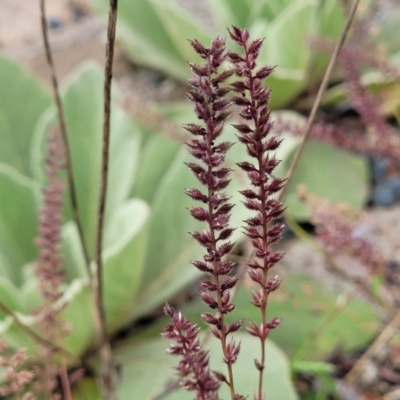 Tragus australianus (Small Burrgrass) at Belconnen, ACT - 10 Jan 2024 by trevorpreston