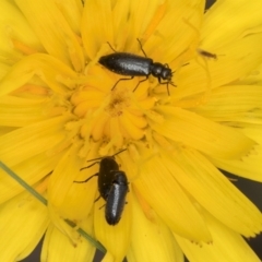 Dasytinae (subfamily) at Evatt, ACT - 9 Jan 2024