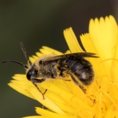 Lasioglossum (Chilalictus) lanarium at McKellar, ACT - 9 Jan 2024 by kasiaaus