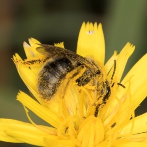 Lasioglossum (Chilalictus) sp. (genus & subgenus) at McKellar, ACT - 9 Jan 2024 11:55 AM