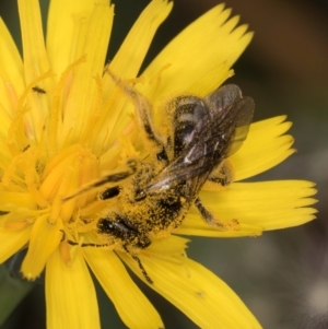 Lasioglossum (Chilalictus) sp. (genus & subgenus) at McKellar, ACT - 9 Jan 2024 11:55 AM