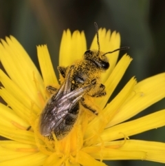 Lasioglossum (Chilalictus) sp. (genus & subgenus) at McKellar, ACT - 9 Jan 2024 11:55 AM