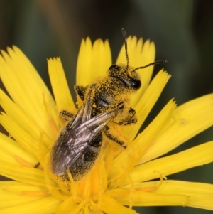 Lasioglossum (Chilalictus) sp. (genus & subgenus) at McKellar, ACT - 9 Jan 2024 11:55 AM