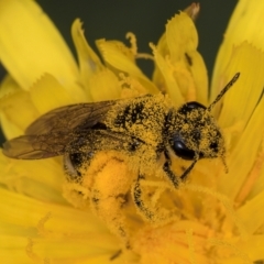 Lasioglossum (Chilalictus) sp. (genus & subgenus) at McKellar, ACT - 9 Jan 2024 11:55 AM